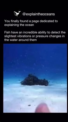 explainer 🌊 on Instagram: "Fish have an incredible ability to detect the slightest vibrations or pressure changes in the water around them. This is thanks to their lateral line system — a series of sensory cells running along their sides that pick up even the tiniest movement or sound. So when you move your hand underwater or make a sudden splash, they feel it instantly - often long before they see you. It’s their built-in early warning system for survival. #fish #nature #underwater #oceanlife 
