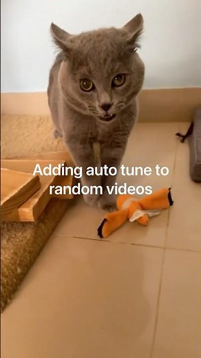 Autotuned a Cat’s Meows Into a Banger