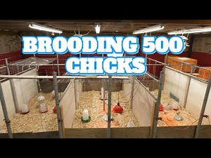 Ep. 4: Our EPIC Brooder Setup! Raising 500 Baby Chicks at ONCE!