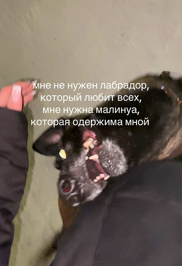 тгк: Бельгийская Катана #малинуа #кинолог #дрессировкасобак #malinois #dogtraining