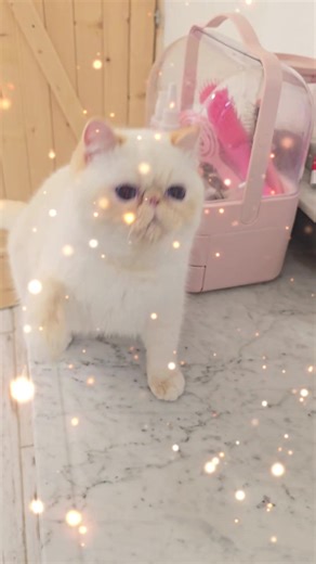 Stars Provence's Amour: The Adorable Exotic Shorthair Kittens