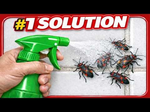 Fastest Way to Get Rid of Boxelder Bugs Naturally 🐞(Works in Minutes)