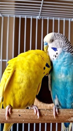 Cute Budgies Sharing a Peaceful Moment 🐦💛💙
