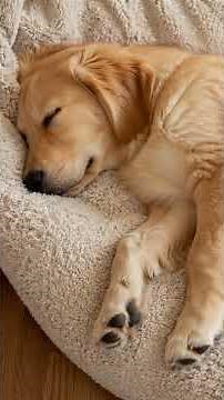 What different dog sleeping positions mean