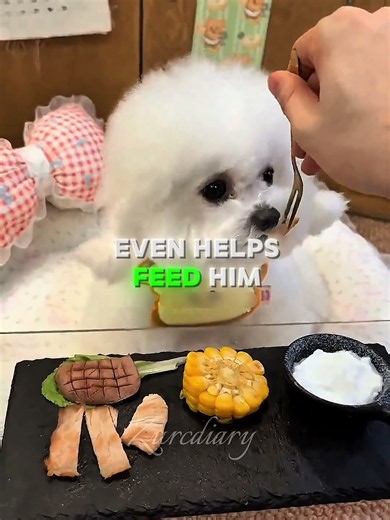 This Dog Has the Cutest Morning Routine You’ll Ever See! 🐶☀️❤️