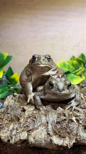 2.2K views · 1K reactions | Toadally a witch! #greatplainstoad #hoppinhelp #toad #frog #toads #frogs #fefethetoad | Hopp'in Help | Facebook