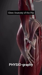 Glutes muscle anatomy | PHYSIO-graphy