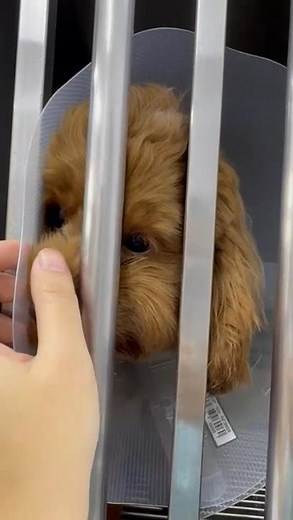 Cavalier King Charles Spaniel + Poodle Puppy For Adoption - 11 Months, Cavapoo (Penfold) F..