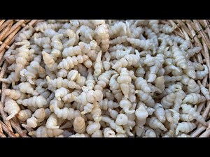 Thu Hoạch Đông Trùng Thảo Củ Siêu To Nhiều Thấy Mê, Ăn Sống tại chỗ Giòn Rụm 🇨🇦2228》Vườn Rau Việt