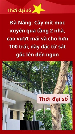 Năm nay đúng đc mùa mít lun á, quả toàn mọc ở thân luôn😍#thoidaiso #tintuc #shortvideo