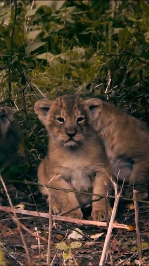 11K views · 283 reactions | Meet adorable lion cubs 凉 | Nature Bites | Facebook