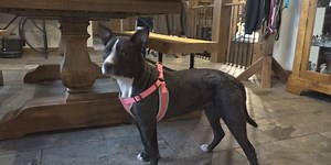 Leigh’s Lost and Found: Happy update on puppy found dumped by Greene county cemetery