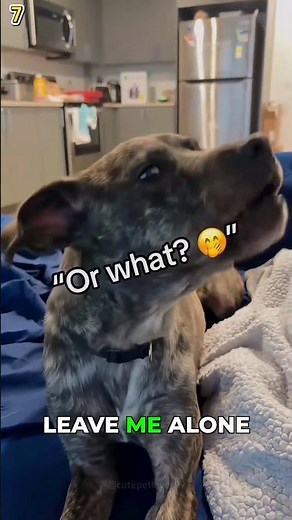 Ranking Talking Dogs Part 2 #funnydogs #dogsoftiktok #funnypets