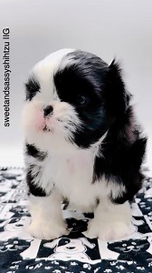 🎤 American Idol, watch out — Mickey’s coming for the crown! Every time I howl, this black-and-white little tuxedo pup belts it out like he’s center stage. 🎶 He’s got the look, the pipes, and the paw-sitive attitude to steal the spotlight. Voice lessons? Nah, he was born with it. 💁‍♂️🐾 🎤Visit our Website🎤 www.sweetandsassyshihtzu.com #SweetAndSassyShihTzu #shihtzu #MickeyInTraining #TuxedoTalent #HowlStar #NextAmericanIdol #ShihTzuShowstopper #shihtzupuppy #shihtzulovers #imperialshihtzulov