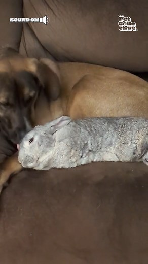 Love that hare of the dog! 🐶🐰🥰 | The Pet Collective