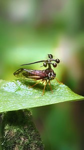 276K views · 12K reactions | Brazilian Treehopper 者 Most Bizarre Bug Ever?! | 1 Minute Animals Forget everything you thought you knew about bugs! The Brazilian Treehopper is here to warp your mind. This pea-sized rainforest dweller packs a bizarre punch with its spiky, otherworldly helmet. #BrazilianTreehopper #Bug #BizarreBug #Treehopper | 1 Minute Animals | Facebook