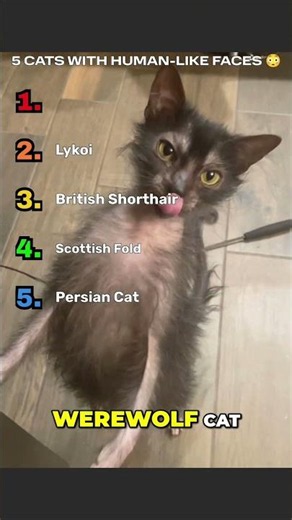 5 Cats With Human-Like Faces 😳 #animals #shorts #cats #cute