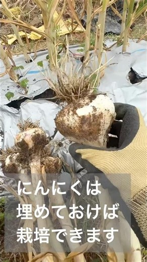 スーパーのにんにくを植えて半年◡̈ #家庭菜園 #畑 #再生栽培 #にんにく #garlic