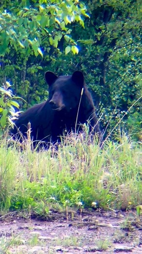 7.7K views · 305 reactions |  @wilderness_lawyer #hunting #huntinglife #huntingvideo #hunting2022 #killshotvideo #wildlife #archeryvideo #bowhunting #bowhuntingvideo #deer #deerhunting #deerseason #whitetaildeerhunting #elkhunting #elk #wapatiwednesday #elkseason #muledeeraddiction #muledeerhunting #blackbearhunting #bear #blackbear #bearhunting #killshot #killshotcentral #thermalhunting #muleymonday #thermal | KillshotCentral | Facebook