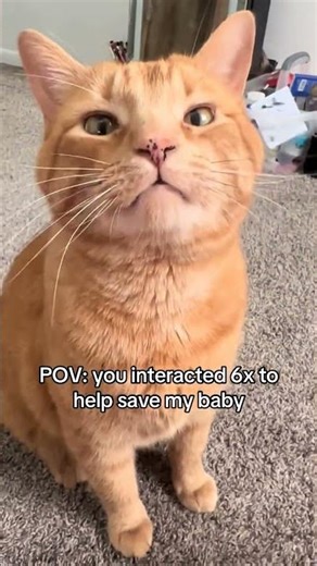 link in my bio donations are needed - please help