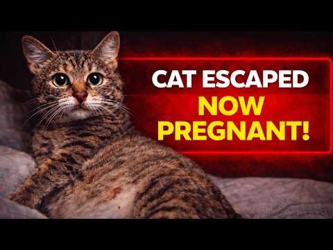 Your Cat Is Pregnant After Escaping – What to Do