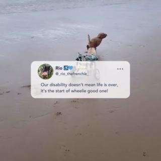 Rio's story ♿️💙 "At 3 years old, Rio woke up in the early hours of the morning screaming and unable to use his back legs. You literally feel like you & your dogs life is falling apart before your eyes (which it is). After unsuccessful emergency spinal surgery, months of physio, acupuncture and laser therapy, it was confirmed that the use of his back legs wouldn’t return due to the damage of his spinal cord during the surgery. But then… we had a second chance! Rio received his Walkin' Wheels fro