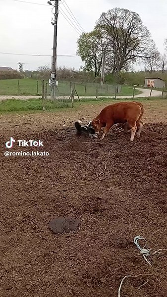 Border Collie ( Bobi) Australian Kelpie( Jokie ) Cattle Works Dogs... ( Bobi sa uči..)