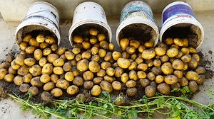 259K views · 4.9K reactions | Achieve Maximum Potato Harvest in Plastic Containers | Balcony Garden Ideas | Facebook