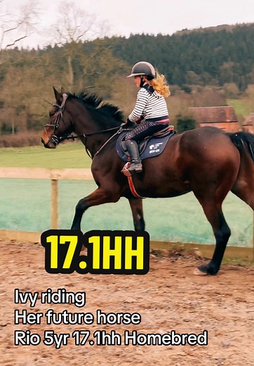 Ivy's Future Showjumping Partner: Rio the Homebred Horse