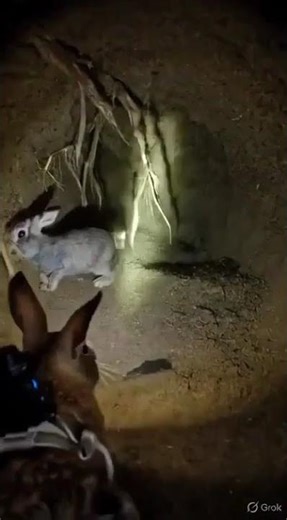 We Put a Camera on a Rabbit… This Is What It Saw Underground #animals #cute #wildlife #shorts