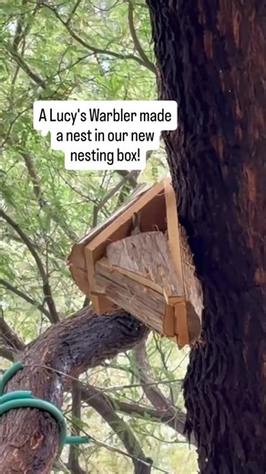 Lucy’s Warbler is the smallest of the North American New World warblers and nests in arid habitats: the mesquite bosques and adjacent riparian forests of Arizona and New Mexico. 🐦 Also known as the “mesquite warbler” and “desert warbler,” Lucy’s Warblers are one of only two warblers that nest in cavities. They are threatened by the loss of riparian habitat and mesquite bosques and are listed as a Species of Conservation Concern by Arizona Game and Fish. To counteract these losses, @tucsonbirdal