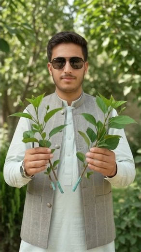 Plant Hibiscus Cuttings the Right Way | Easy Growing Method #hibiscus #hibiscusgrafting