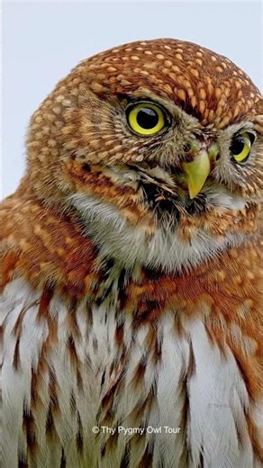 Northern Pygmy Owl