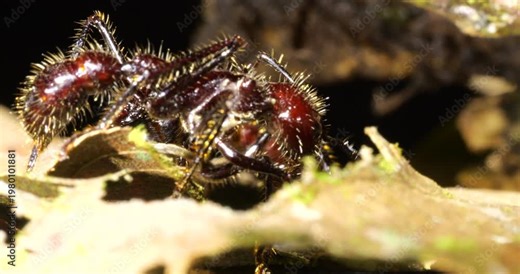 Bullet Ant, (Paraponera clavata) one of the biggest Amazonian ants and famed for its sting, at 4 on the Schmidt pain index. In Napo province, Ecuador.