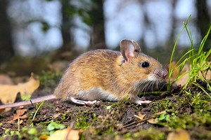 ▷ Ratón » Características, Alimentación, Hábitat, Reproducción, Depredadores