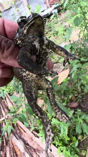 Cute Sound Toad #Toad #frog #animals