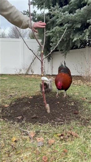 Young apple tree pruning