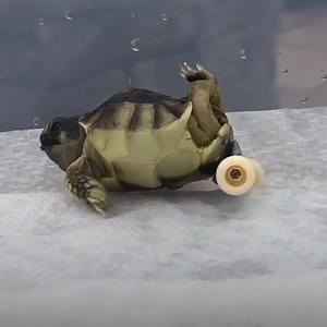 948K views · 215 reactions | Meet Helix, a tortoise born with a spinal deformity that has become an Instagram sensation  ❤️️ For more from the world of wildlife, check out ITK: https://bit.ly/33MdjvV | In The Know | Facebook