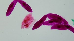 Microscopic Predator Paramecium Under Microscope 400x Stock Footage Video (100% Royalty-free) 3460724745 | Shutterstock