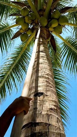 How to Get Coconuts Like a Pro 🌴🥥 (No Tools!)”