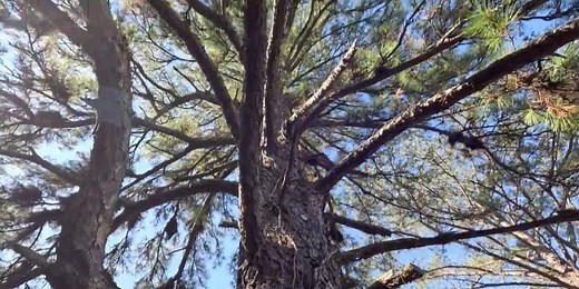 Heart of Louisiana: Moon tree