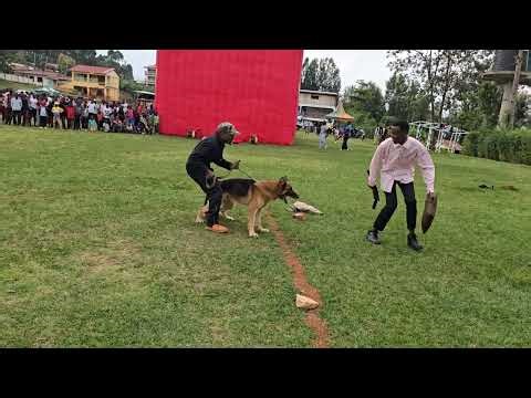 “German Shepherd in Action: Obedience, Agility & Protection”