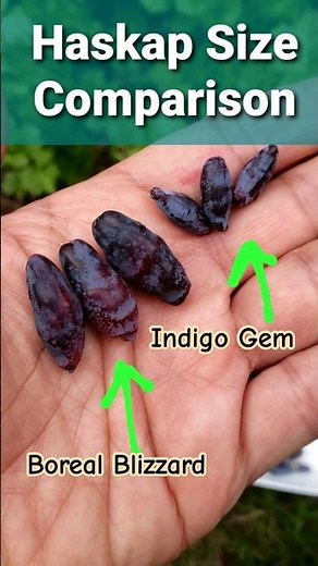 Haskap Honeyberry Harvest