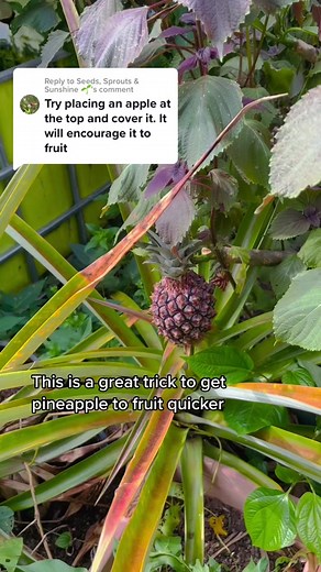 Replying to @Seeds, Sprouts & Sunshine 🌱 #homegrown #organic #growyourownfood #growmyownfood #selfsufficient #urbanfarm #homegarden #mygarden #gardeningtips #gardentipsforyou #gardeninghacks #growpineapple