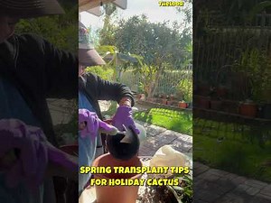 Holiday Cactus Care | Transplanting for Maximum Growth