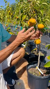 1.4K views · 103 reactions | The time for planting fruit trees is...