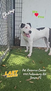 5.8K views · 206 reactions | 5-5-25 CHAMP IS ON THE RE-HOMING PAGES...