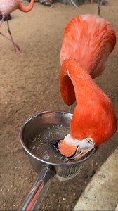 32K views · 416 reactions | Look at this amazing flamingo ! It’s literally “filter feeding” these shrimp pellets 囹 . . . #flamingo #bird #wow #pink #sanantoniozoo #reels #amazing #reveal | Ivan Carter | Facebook