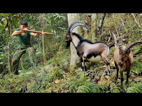 Wild Survival Life: Giant Boar Tracks, Primitive Traps and Emergency Forest Shelter