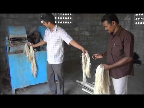 Banana Fibre Extraction